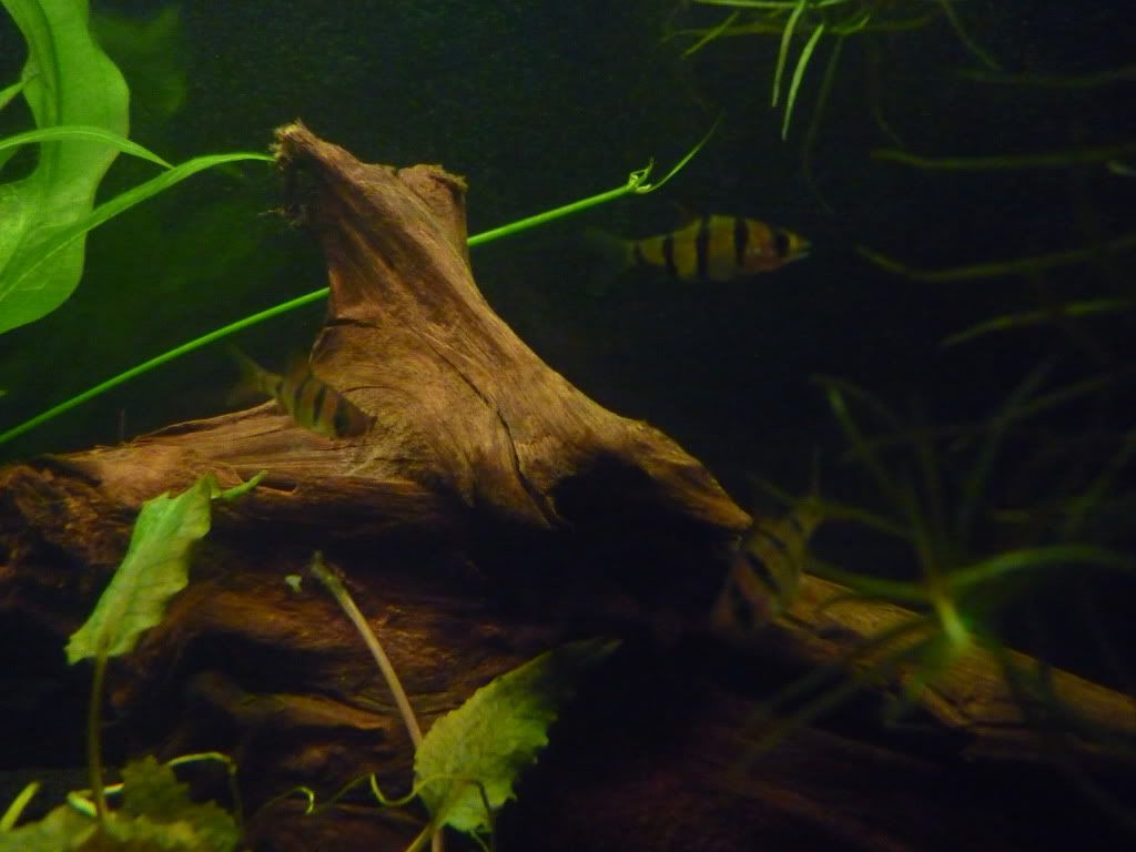 P1030474.jpg