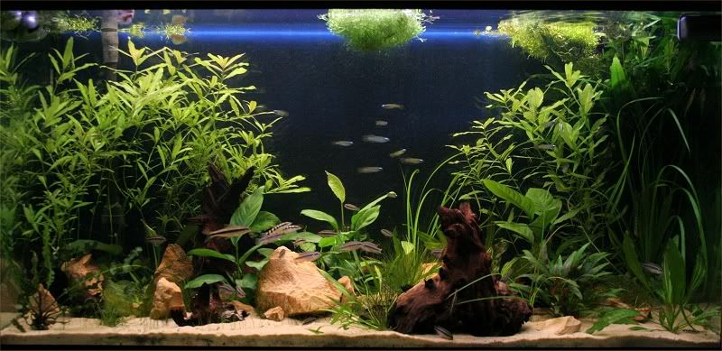 PlantedTank800width.jpg