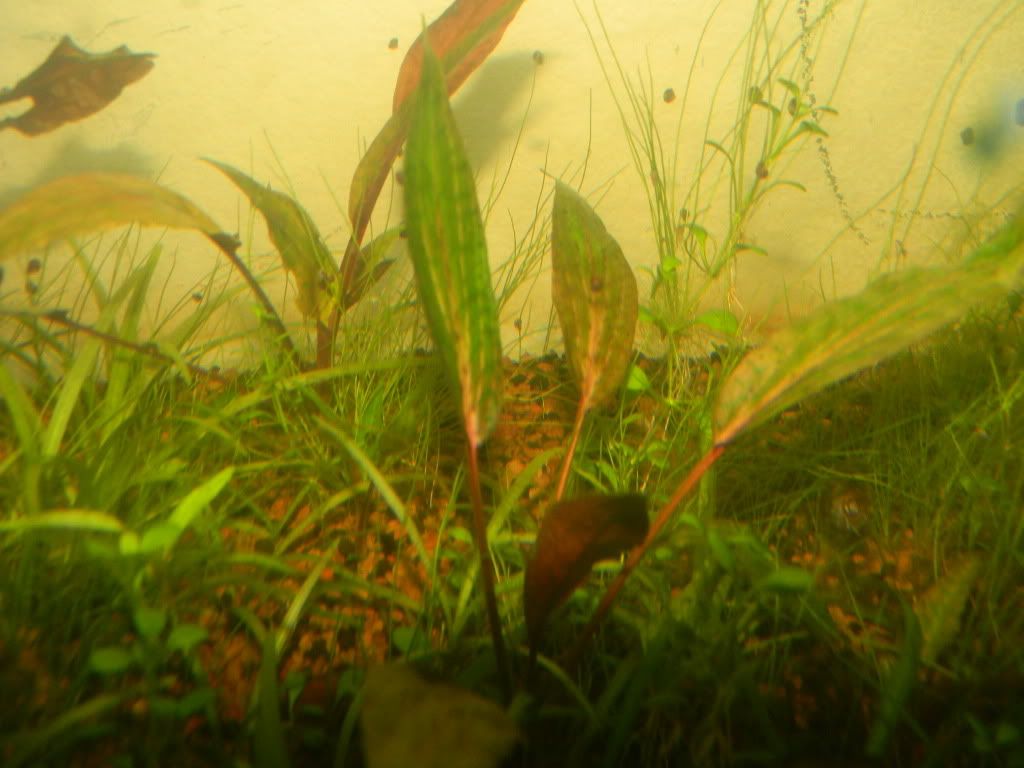 DSCN8068.jpg