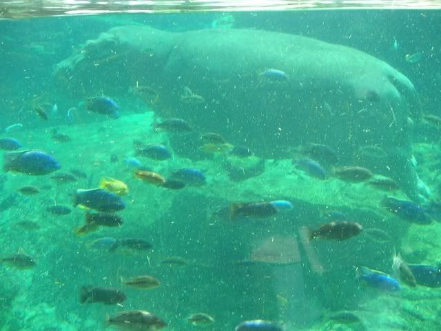 01_hippo_and_cichlids.jpg