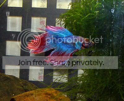 punkbetta.jpg