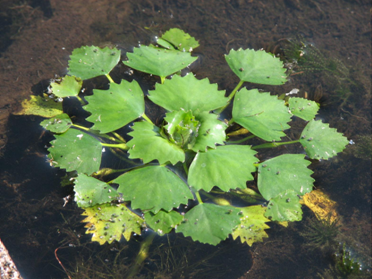 waterchestnut1.png