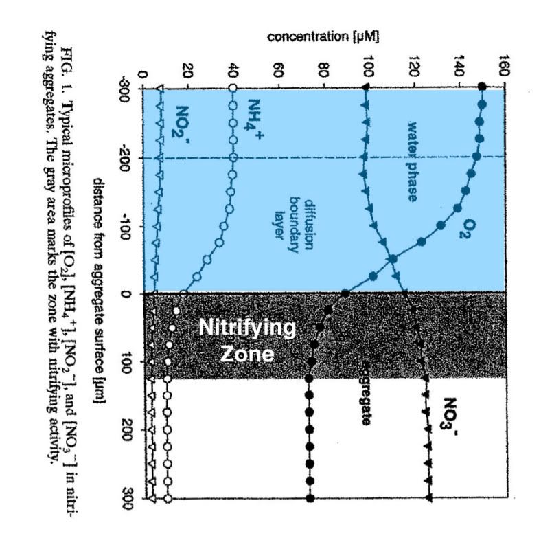 Nitrifying-Layer.jpg