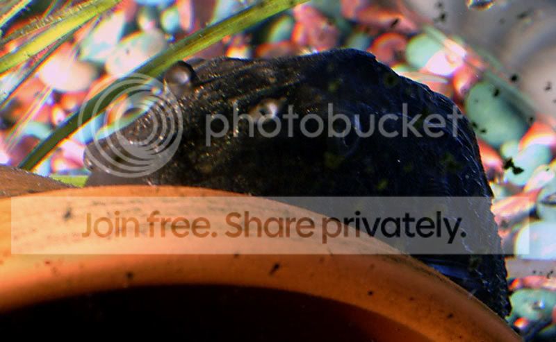 pleco3.jpg