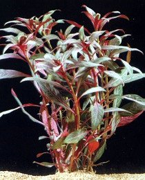Image-170.JPG
