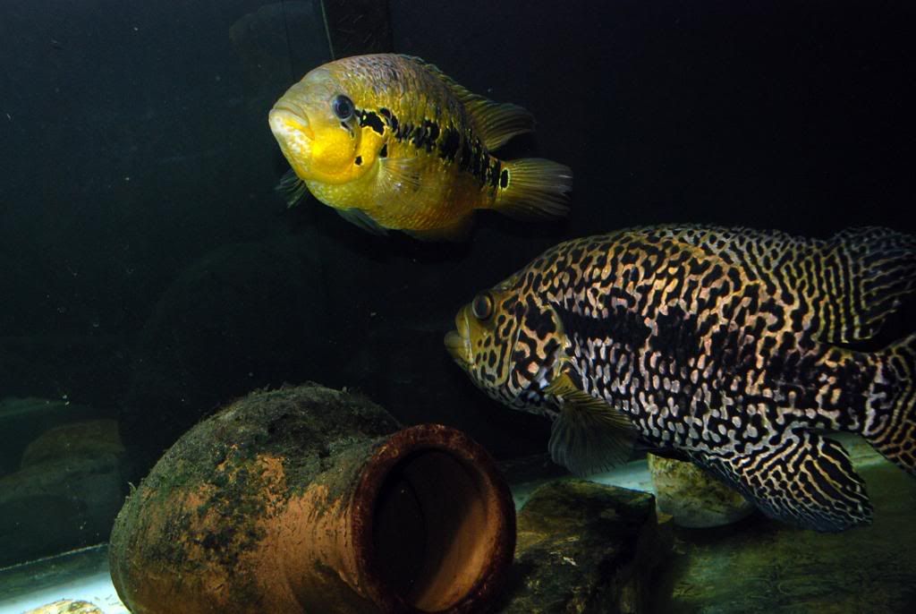 Fish2-1.jpg