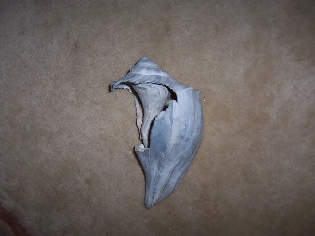 Shell.jpg