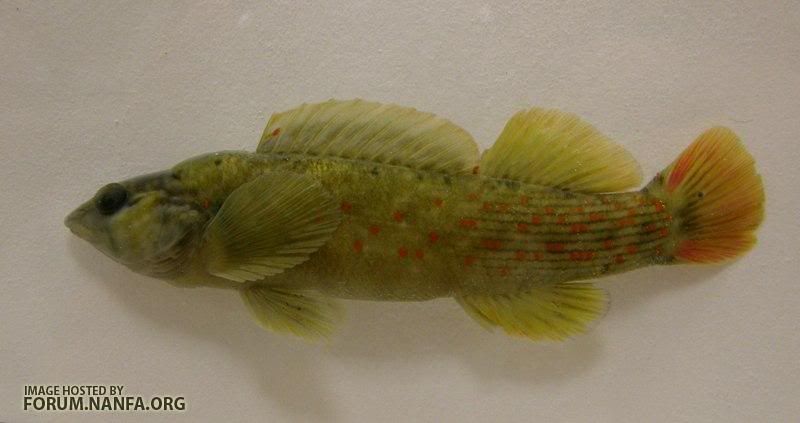 MysteryFish006.jpg