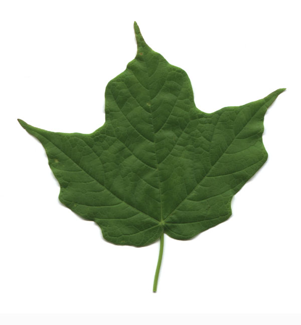 LEAF_bigger.jpg