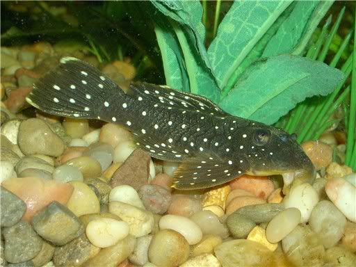 peppermintpleco.jpg