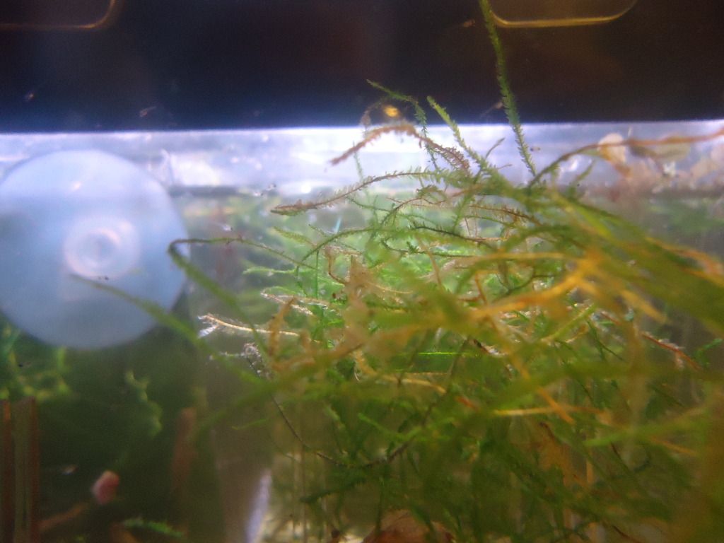 DSC09274.jpg