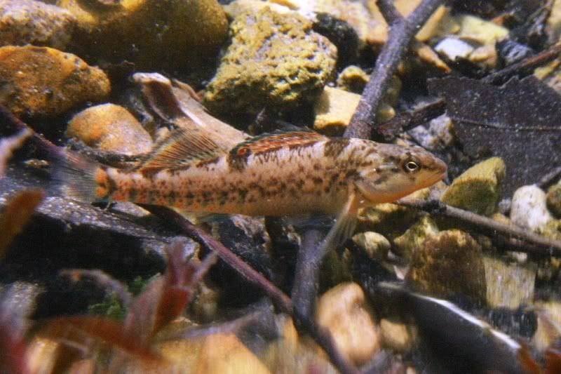 MysteryFish005.jpg