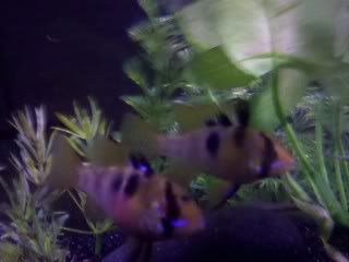IMG_20101231_004714.jpg