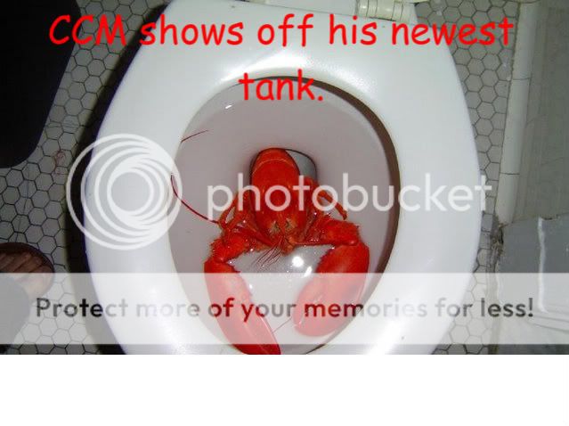 lonelylobster-1.jpg