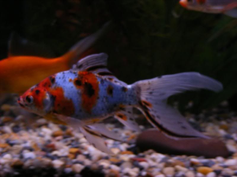 DSCF4198.jpg