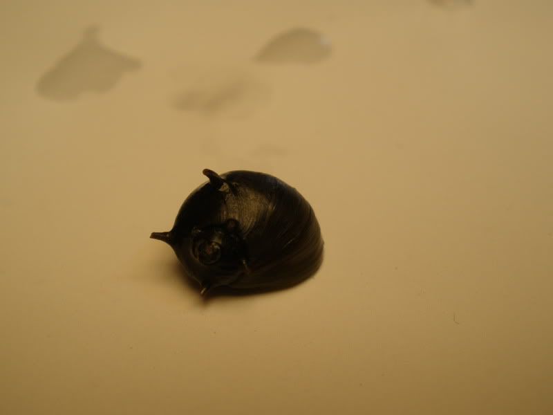 blackhornednerite02.jpg