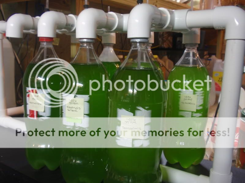 PhytoStationPreLights.jpg