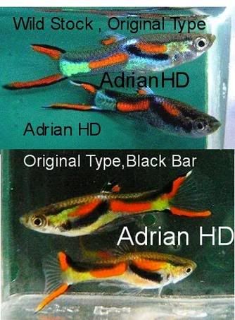 originalwildtype.jpg