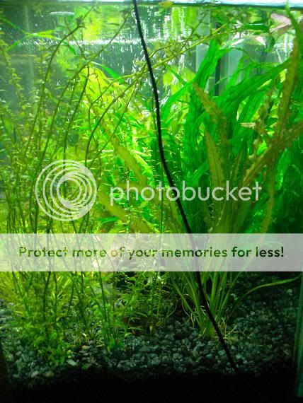 plants-2.jpg