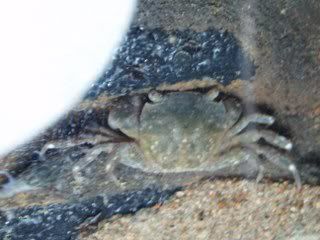 crab2_320x240.jpg