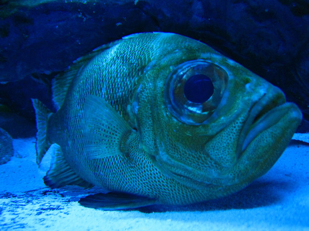 Worried_Fish_Blue_by_Horripilation.jpg