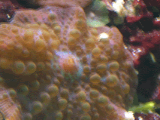 09_mushrooms_2.gif
