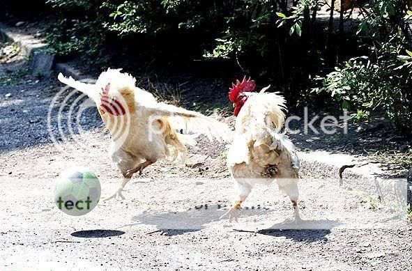 chicken-soccer-1.jpg