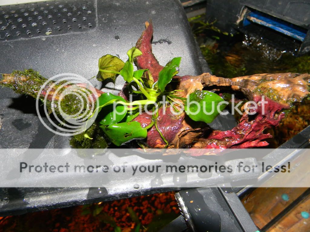 DSCN6970.jpg