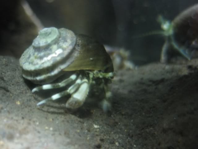 hermitcrabs.jpg