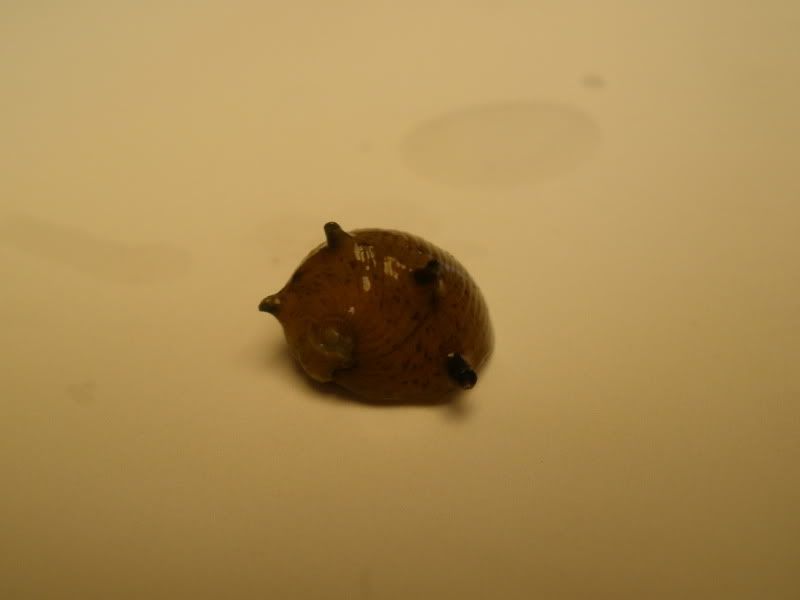 hornednerite01.jpg