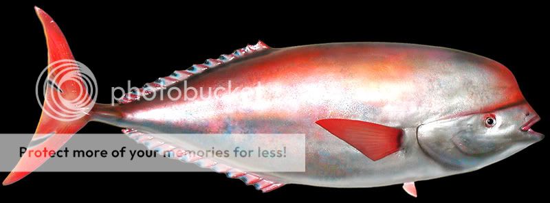 guessthisfishy.jpg