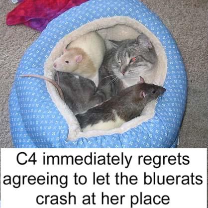 catrat.jpg