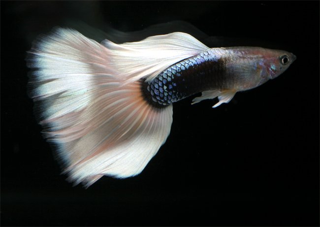 guppy8.jpg