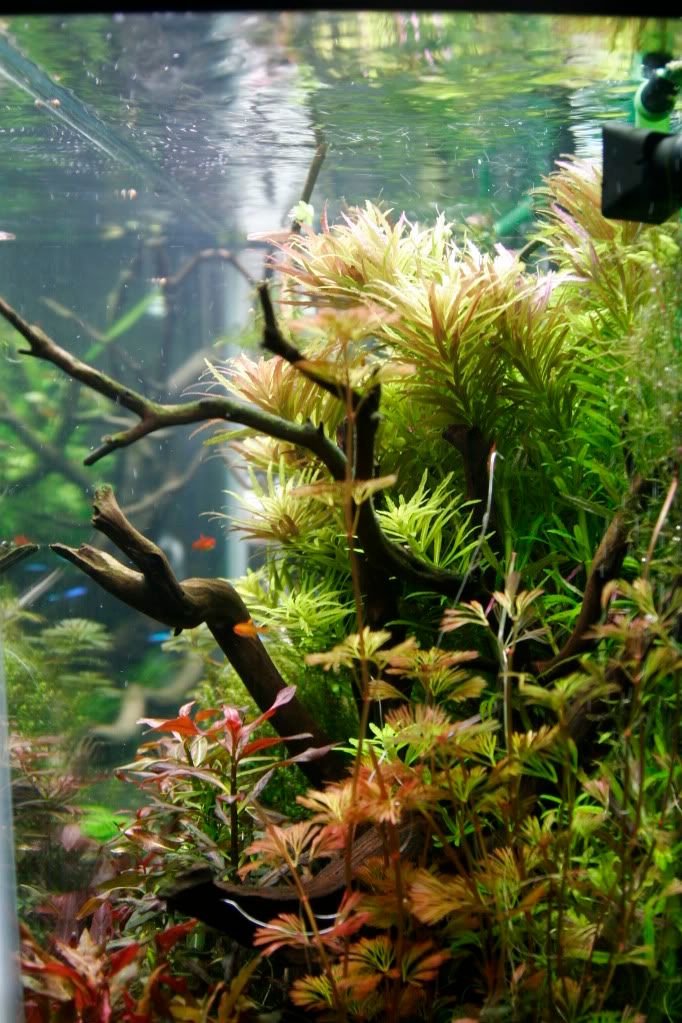 60gAquarium05-13-09011.jpg