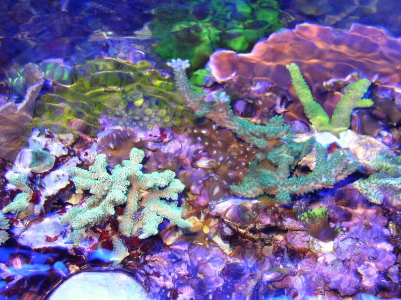 OverheadReef2-8-02008.jpg