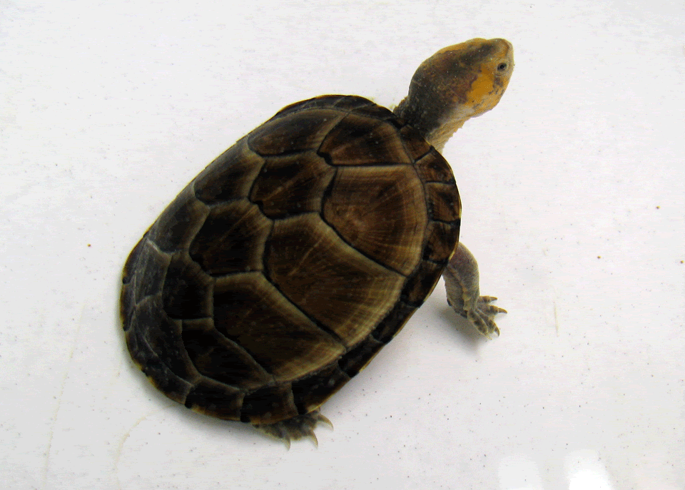 Red-Cheek-Mud-Turtle3.gif