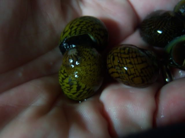 snail012.jpg