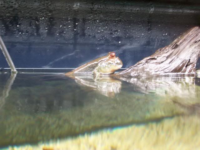 fishwall049.jpg