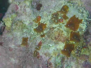 flatworm_pic_to_WWM.jpg