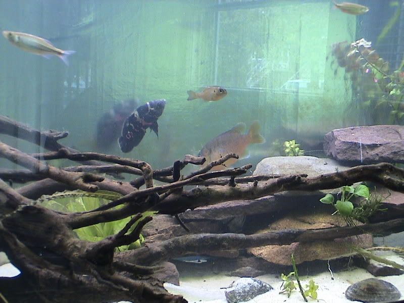 Picture017.jpg