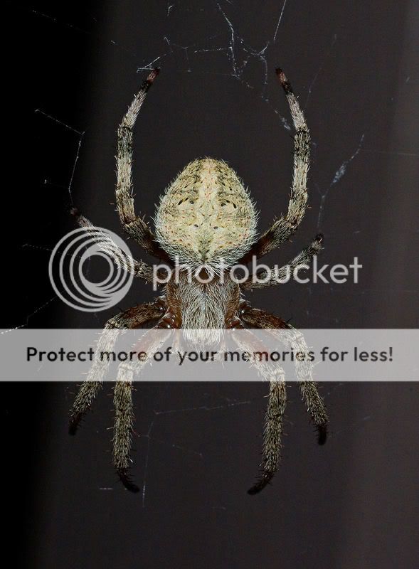 spider2.jpg