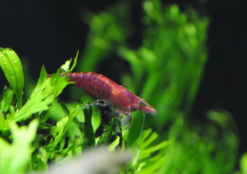 RCS.jpg