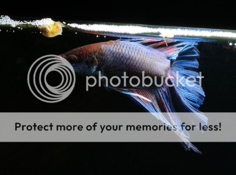 betta25.jpg
