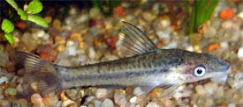 Otocinclus_affinis3.jpg