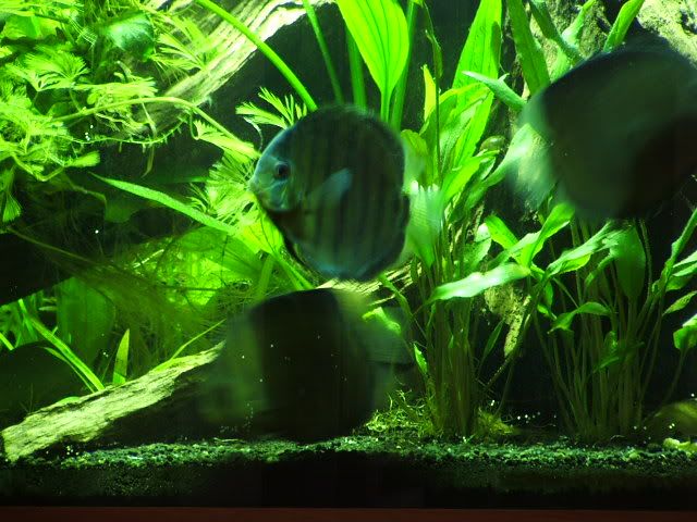 DSCF1169.jpg
