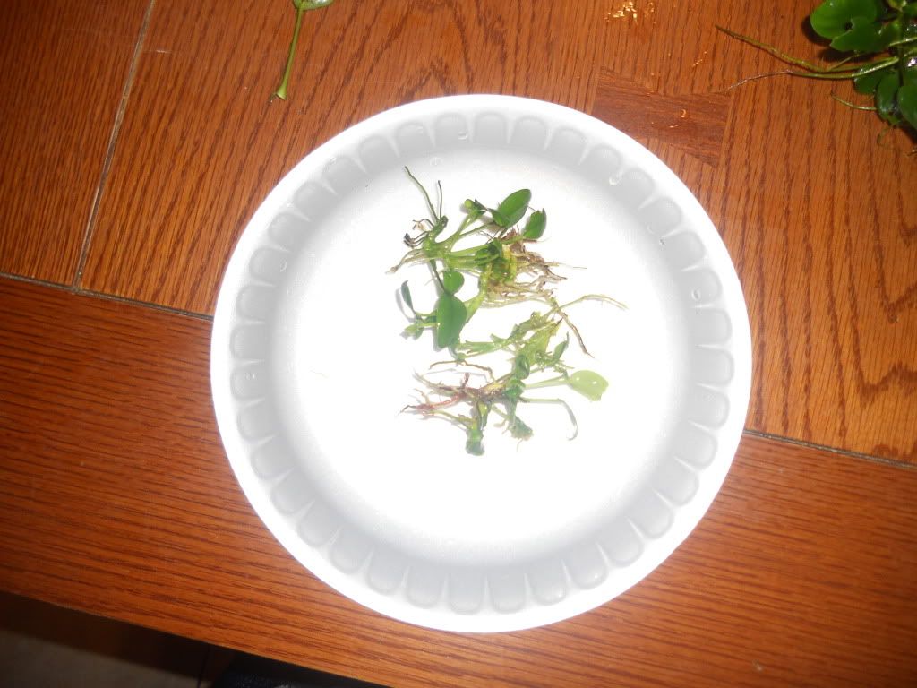 DSCN6117.jpg