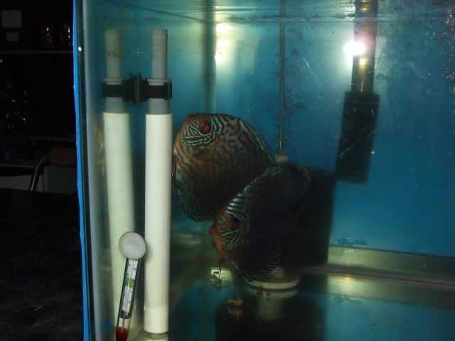 DSCF2255.jpg