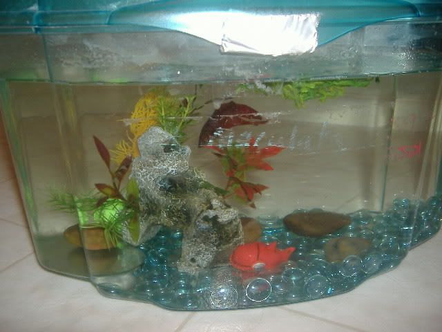 bettas004.jpg