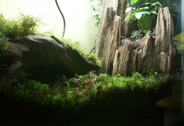 DCP_6036.jpg%20600.jpg
