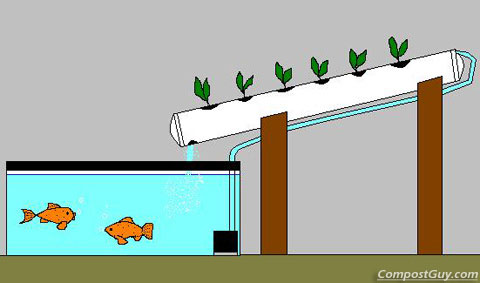 aquarium-aquaponics.jpg